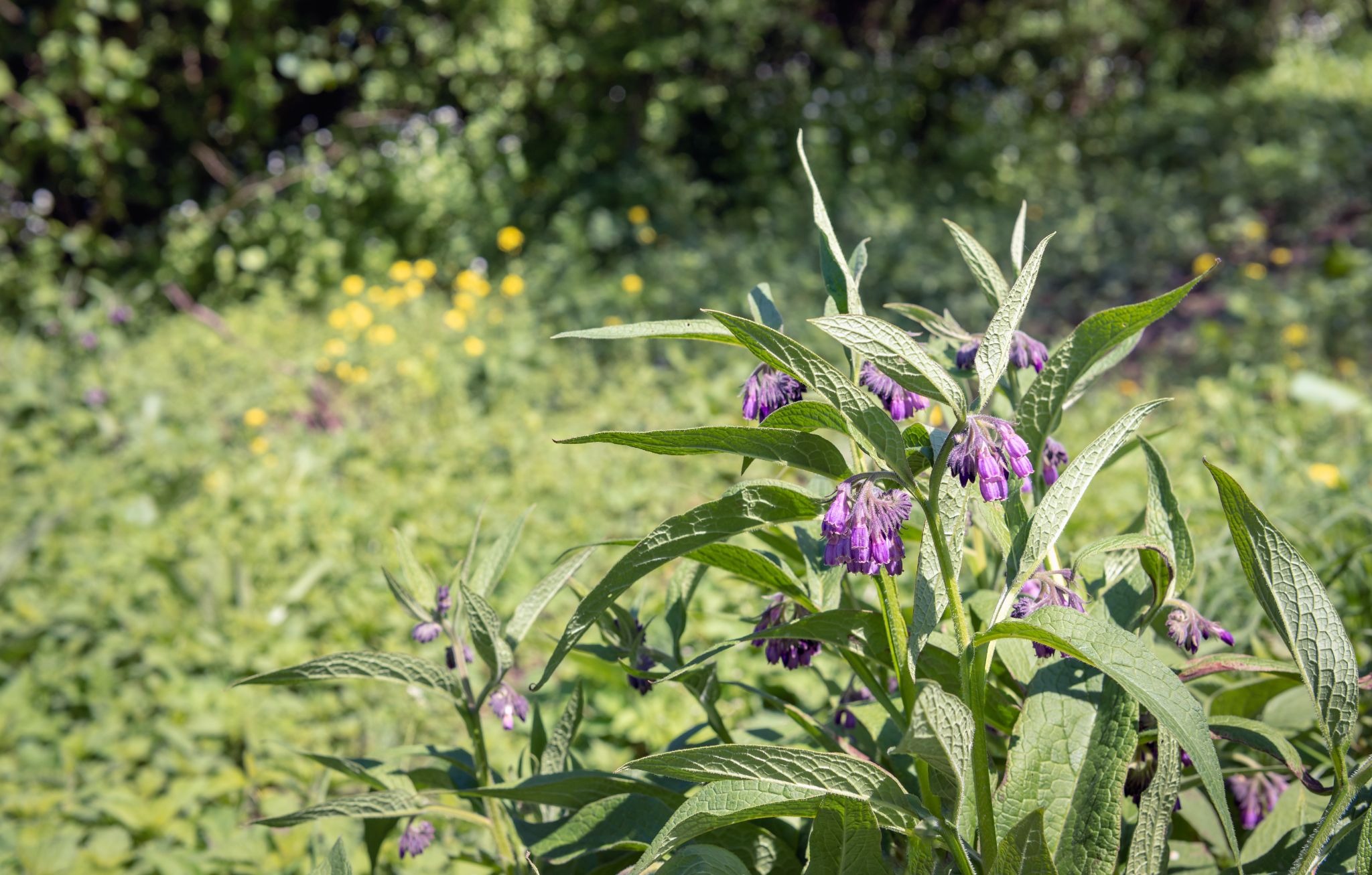 Which wild plant types are edible and which are not?