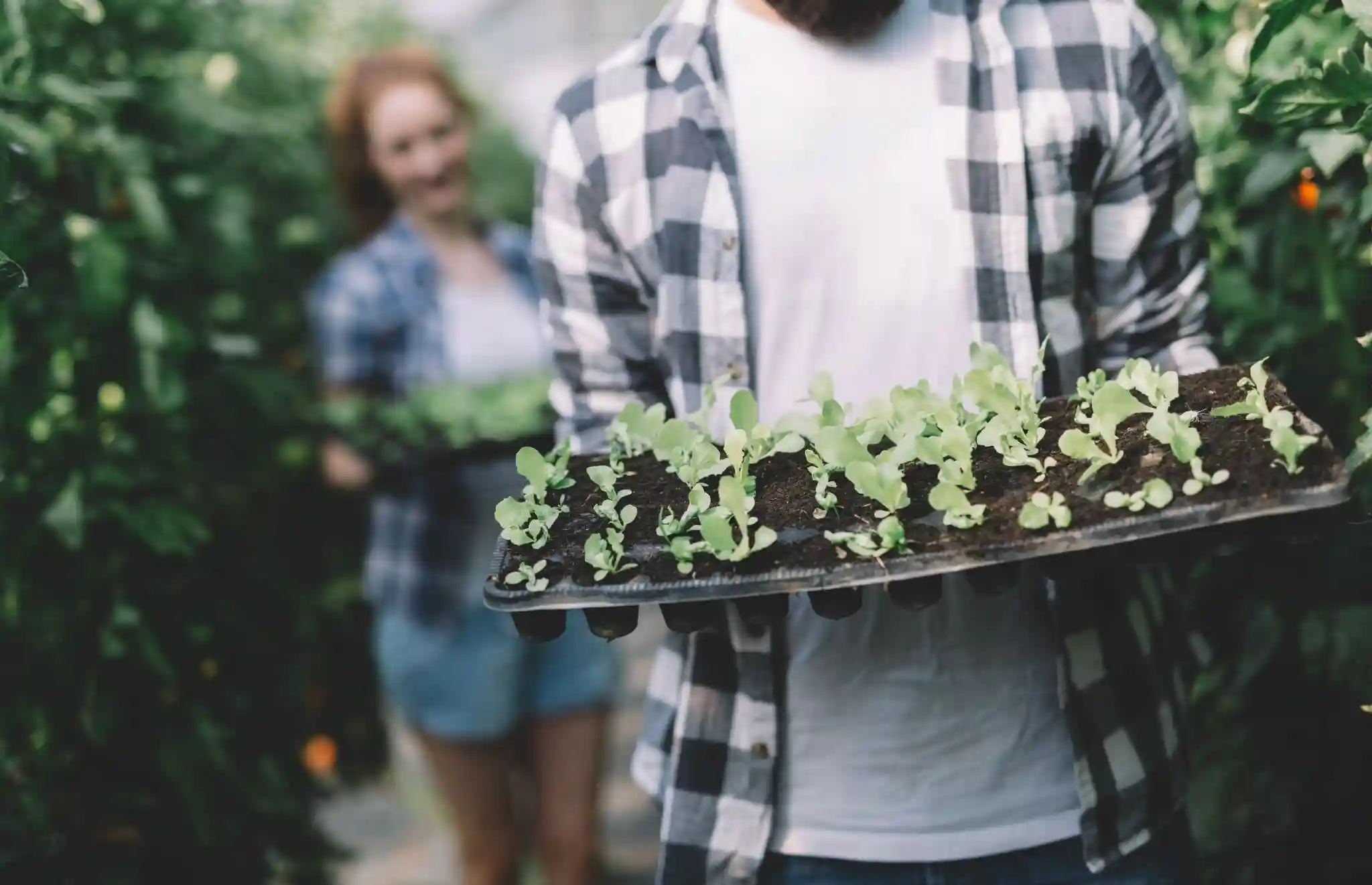 How can I maximize yield from edible garden plants?