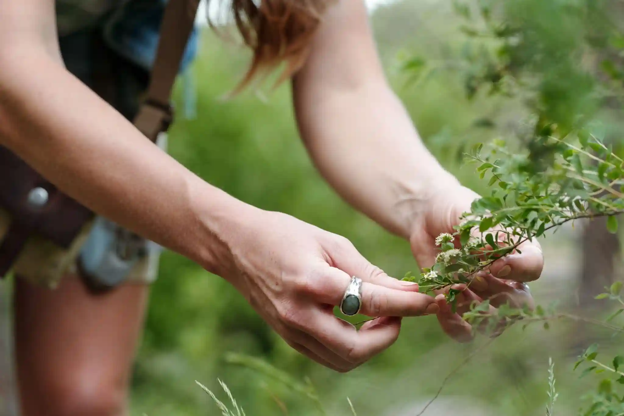 How can I safely forage wild plants without harming the environment?
