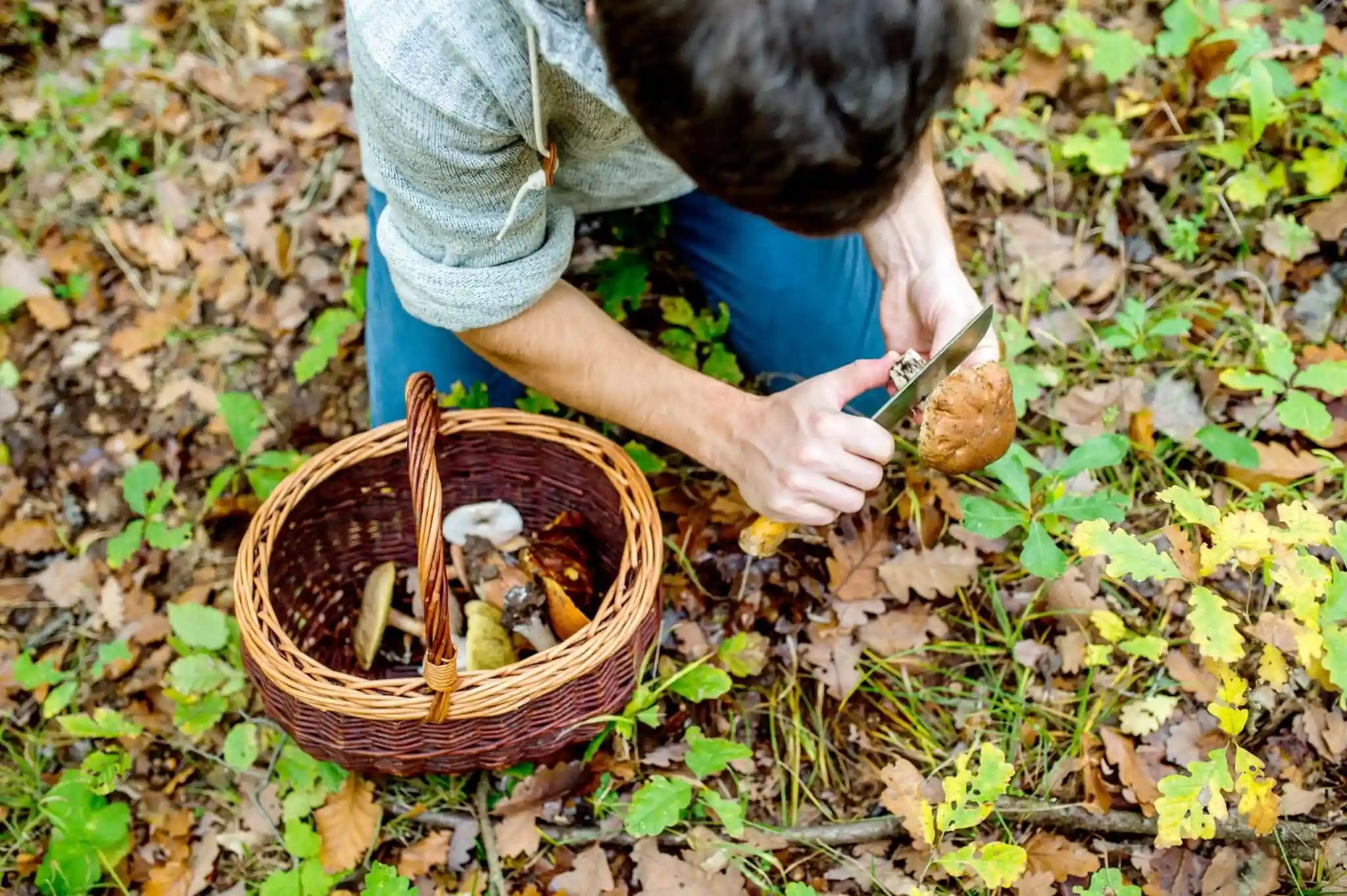 What are the essential wild foraging tips for beginners?