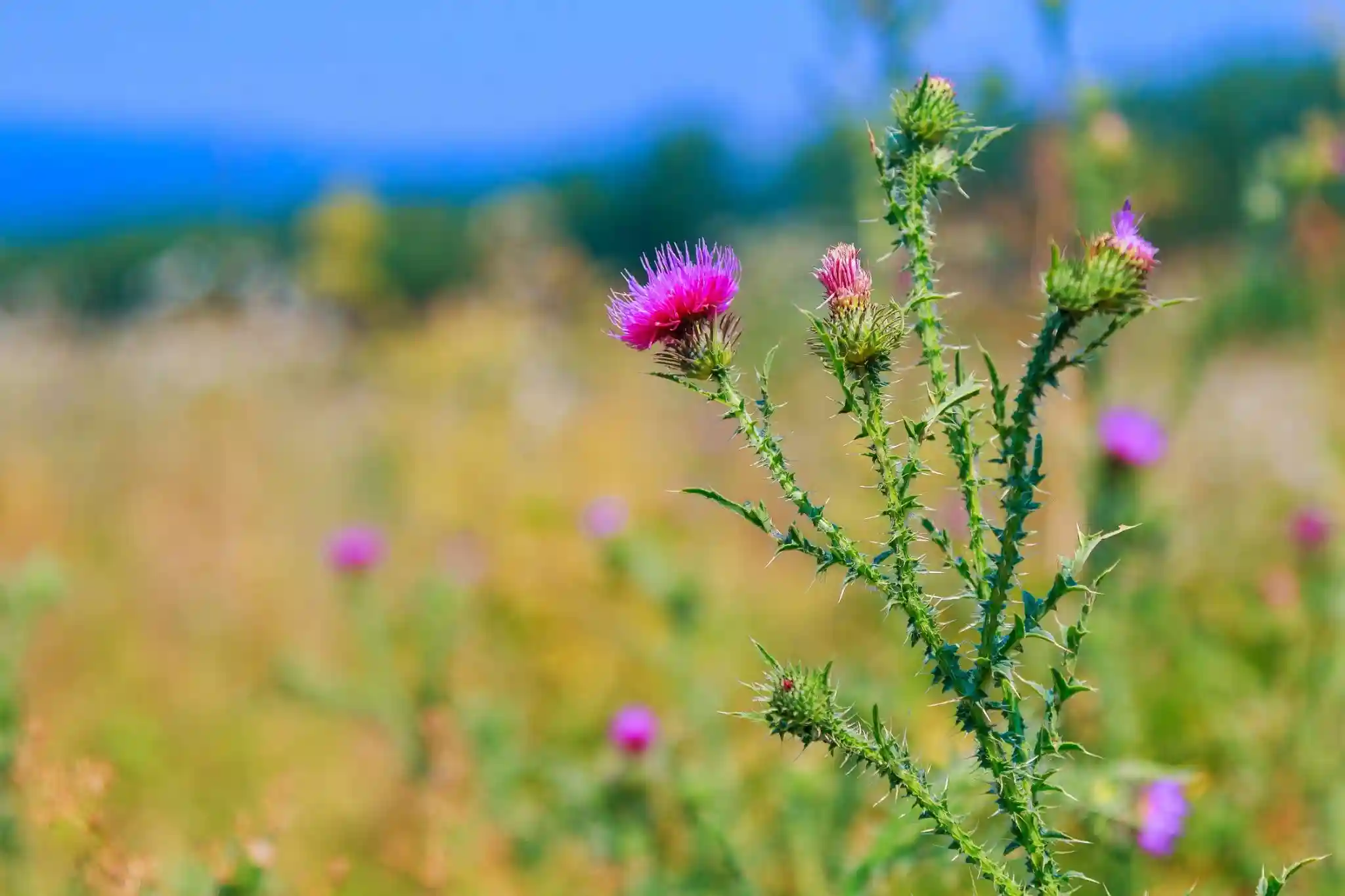 How do wild plant types vary by season?